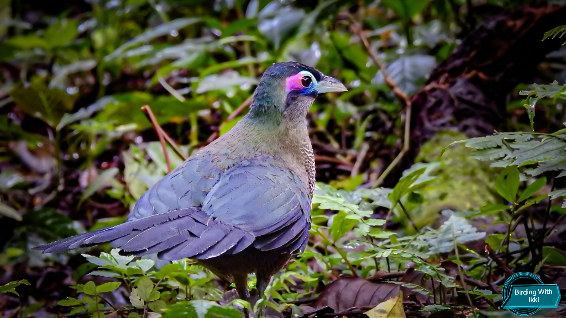 Birdingnesia - Bird Guide